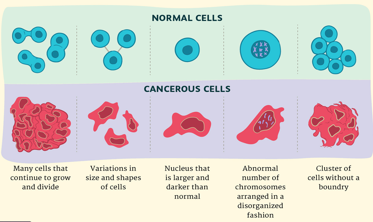 Understanding Cancerous Cells – making treatment as well easier