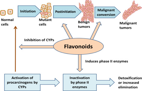 Flavonoids helping in fight against cancer